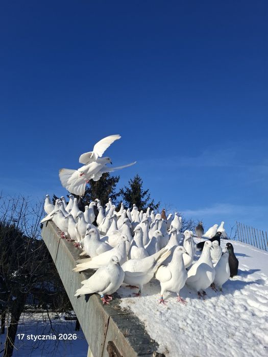 Lot gołębi jasnych.