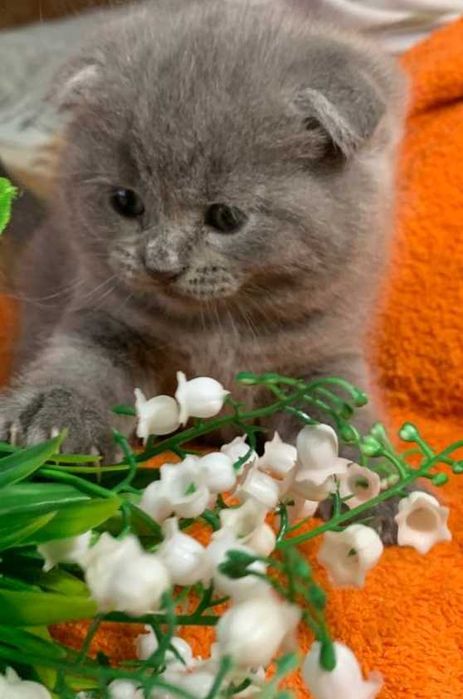 Шотландские плюшевые котята