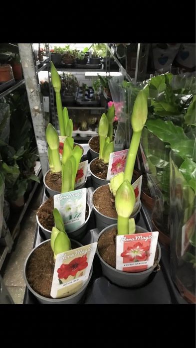 Амариллис гипеаструм,  комнатное растение, лилия, цветок