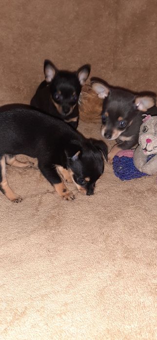 Продам цуценят той терер