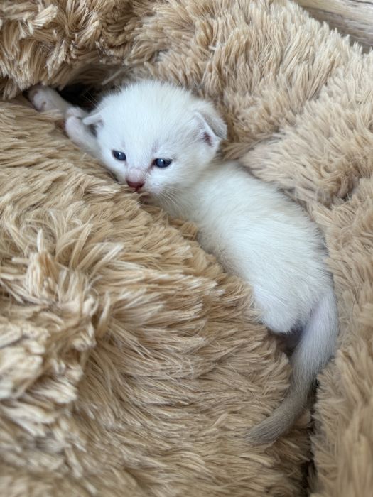 Продам шотландські висловухи котики
