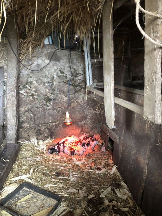 Porcos para recria pietran x duroc