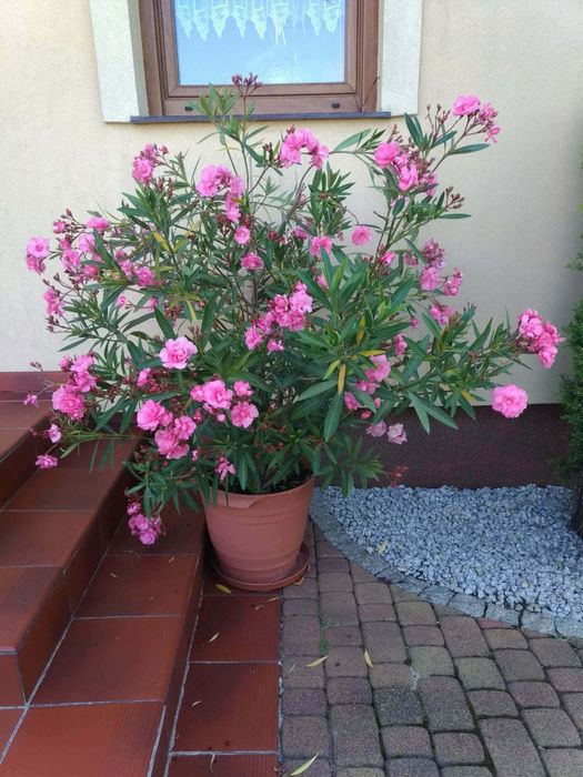 Oleander i hibiskus na sprzedaż