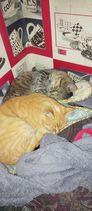 (Терміново!)Загубився рудий кіт