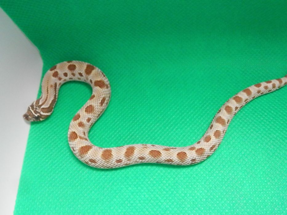 Heterodon zachodni   do końca lutego -20%