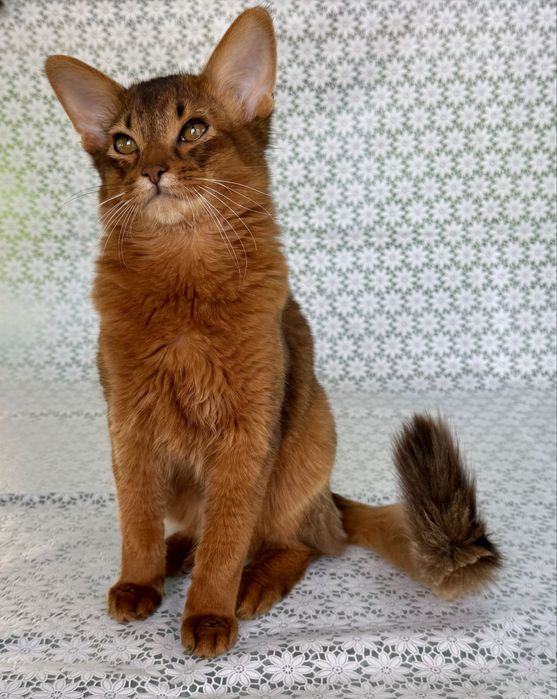 Сомали мальчик Orion