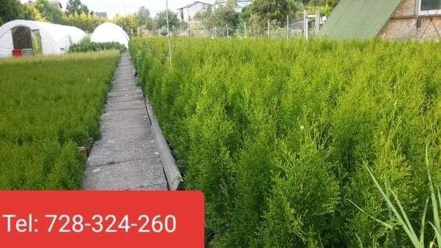 Sprzedam Tuja Thuja Szmaragd wys. 70cm