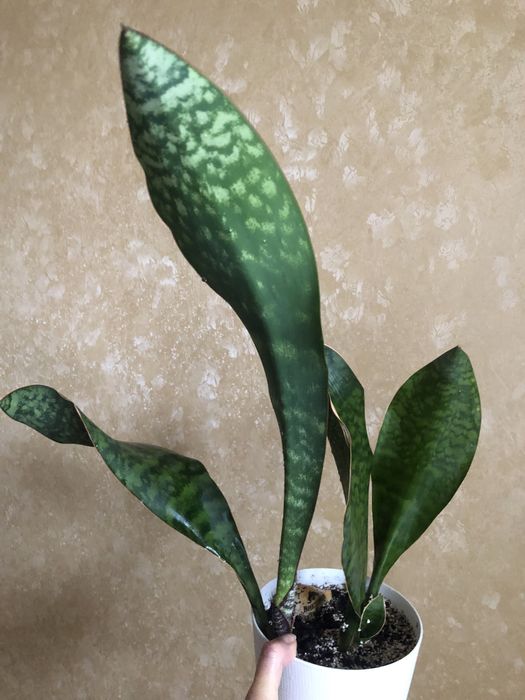Сансевієрія Масоніана Конго