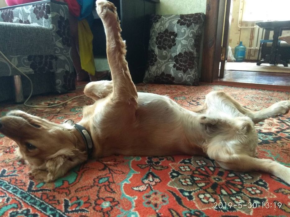 Мальчик Английский кокер Спаниель ищет девочку