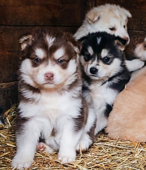 Хаскі сибірський. Продам