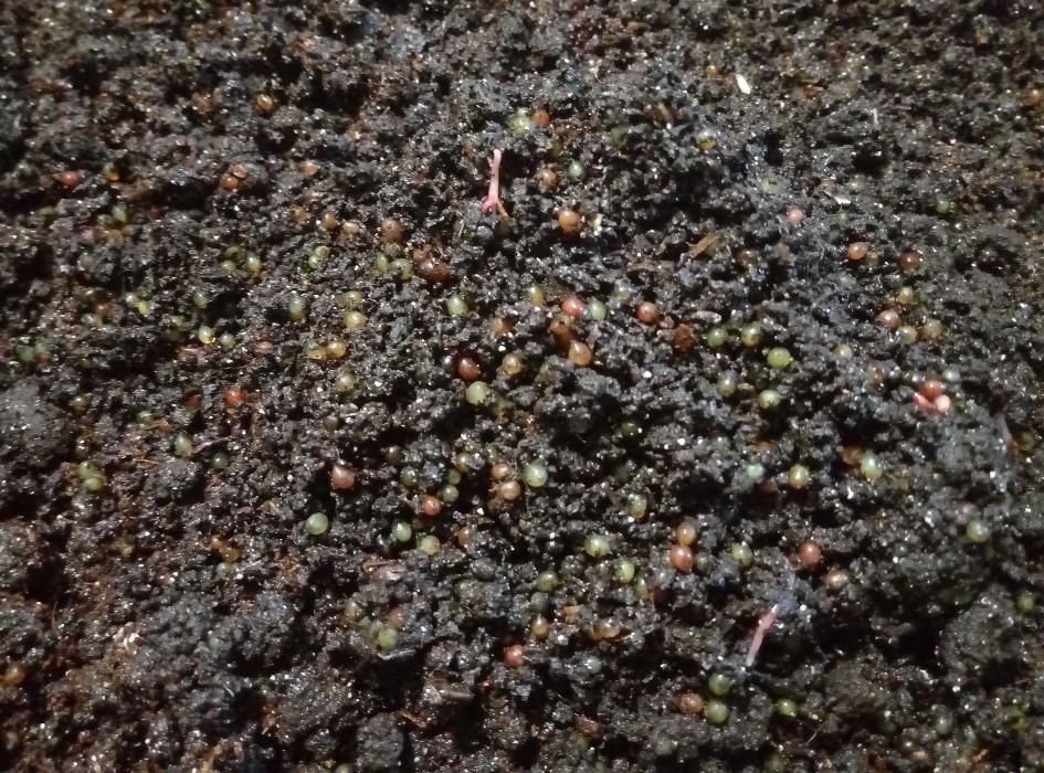 Маточник червя Дендробена Венета (Голландия)