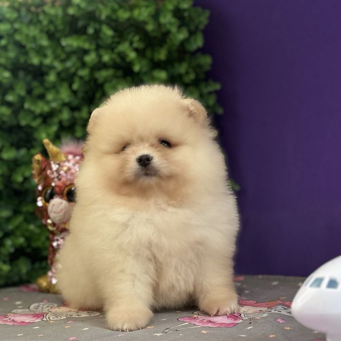 лялькова дівчинка тип ведмедика