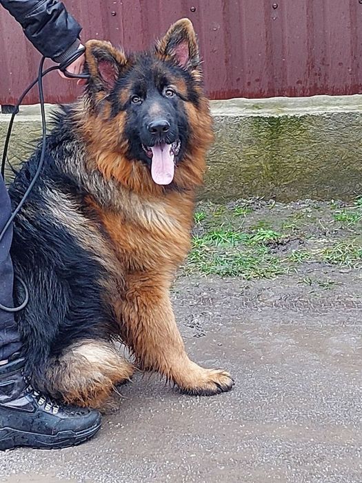 Продам щенят німецької вівчарки