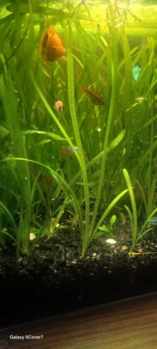 Trawa wodna vallisneria do akwarium