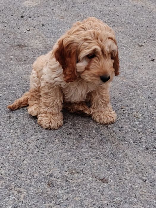 Cockapoo szczeniak