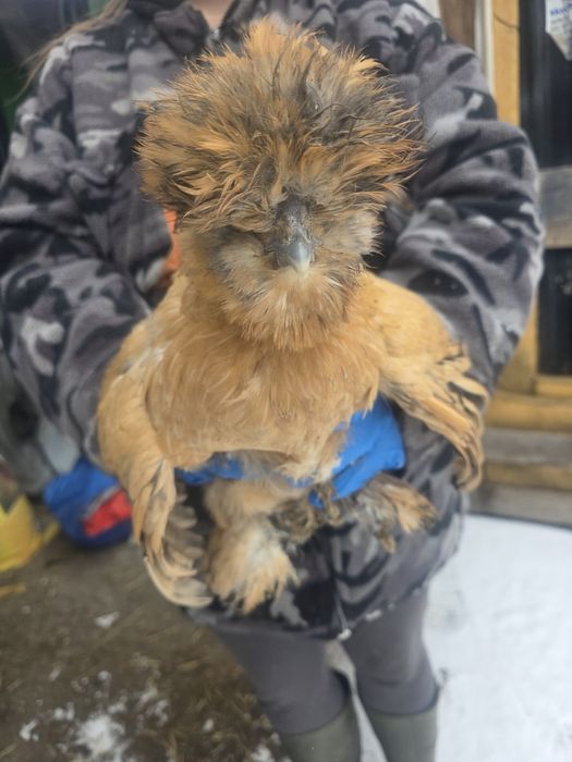 Kury rosy kury silki kury araukany naturalne ekologiczne kury