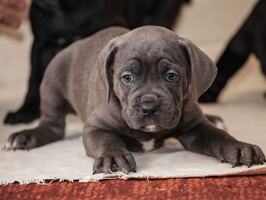 Вязка Кане-корсо