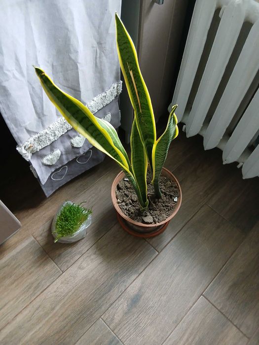 Сансивьерия триколор и муншайн