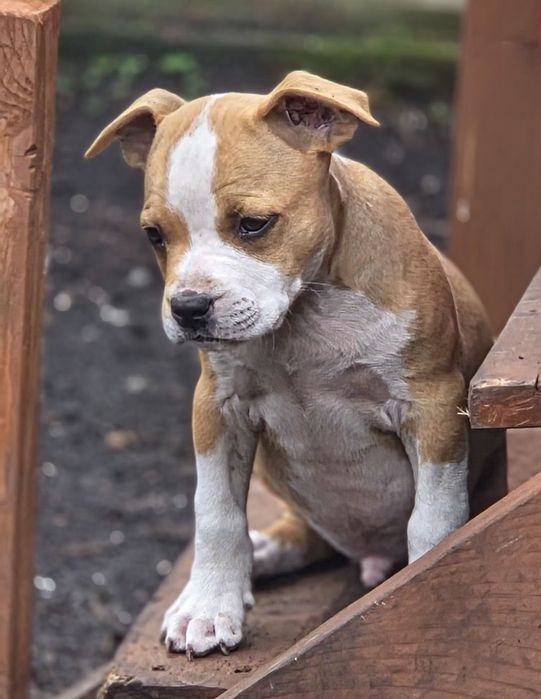 Efektowny Samiec Amstaff American Staffordshire Terrier FCI ZKwP