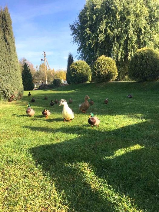 ПРОДАЖ ЕКО-КОМПЛЕКСА Piknik Park з МЕГА локацією / обмін на квартиру