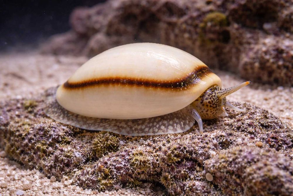 Ślimak PORCELANKA Erosaria annulus FLUOLAMPS.PL WYSYLKI e-sklep Reef