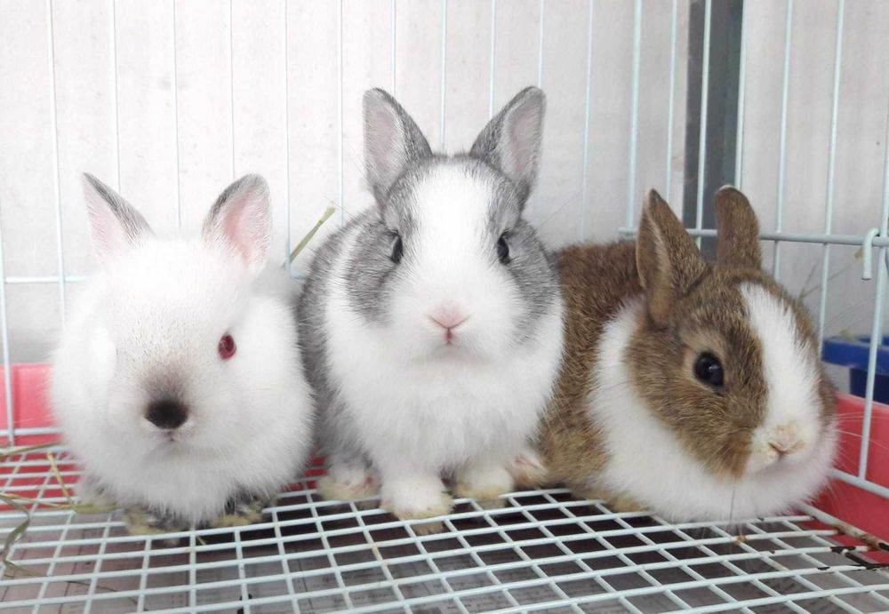 KIT Coelhos anões mini holandês e teddy muito dóceis e brincalhões