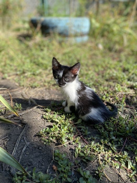 Котята бесплатно
