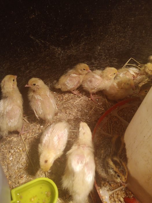 Przepiórki tygodniowe