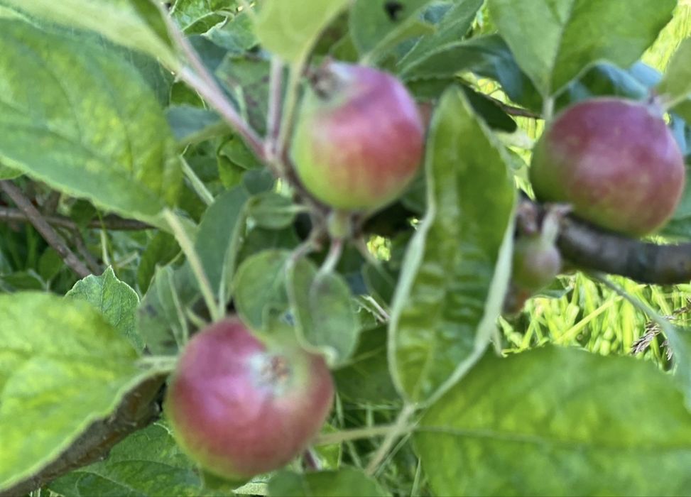 Продаж землі з яблуневим садом