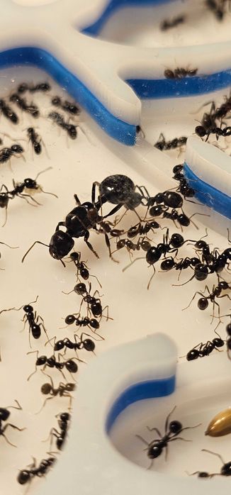 Formigueiro Didático MIRMEX – Kit Completo Pequeno Branco