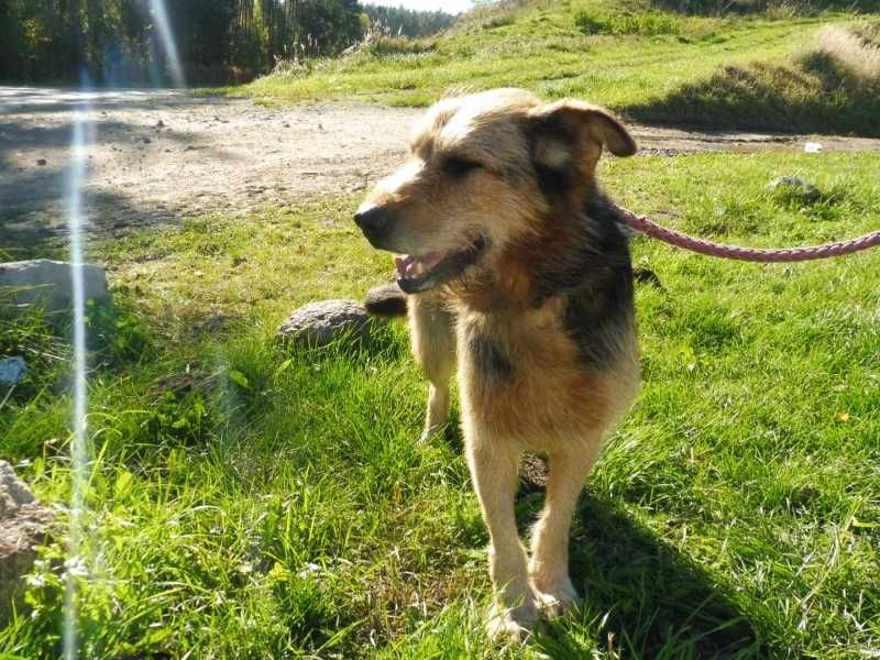 Pogodna, grzeczna, czuła, ładna kudłata sunia do adopcji