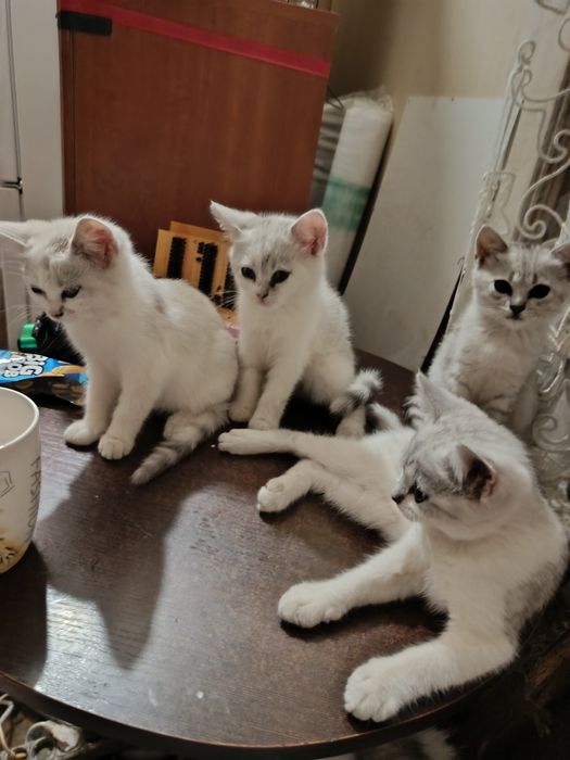 Віддам кошенят в добрі руки