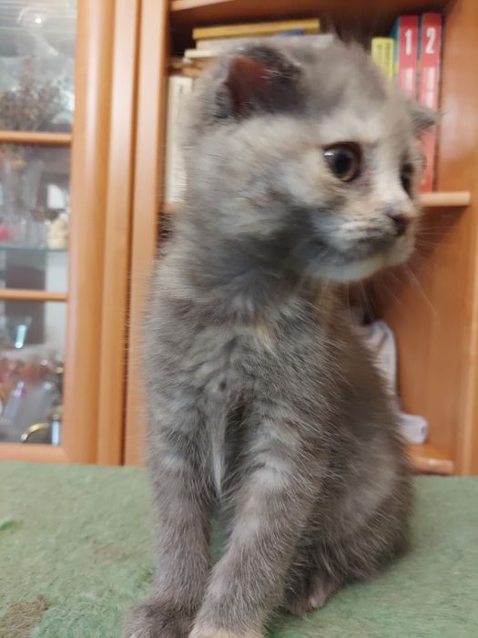 Кошенята скоттіш фолд