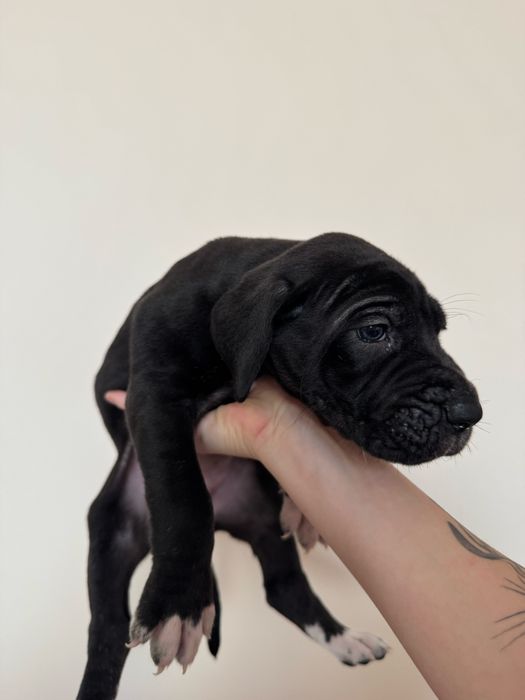 Dog niemiecki - suka