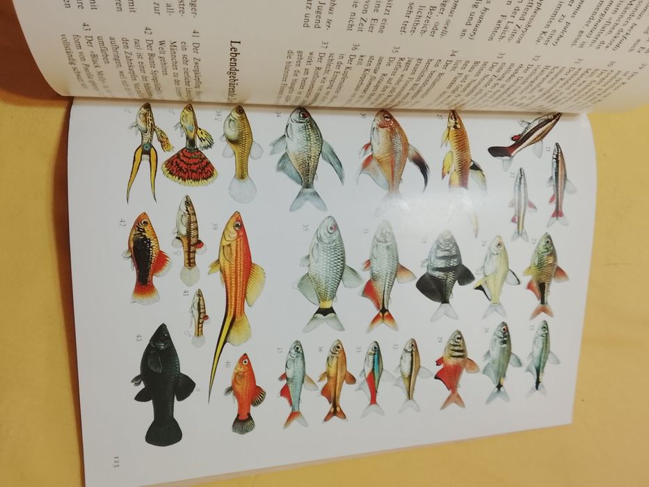 Аквариум. Всё с самого начала