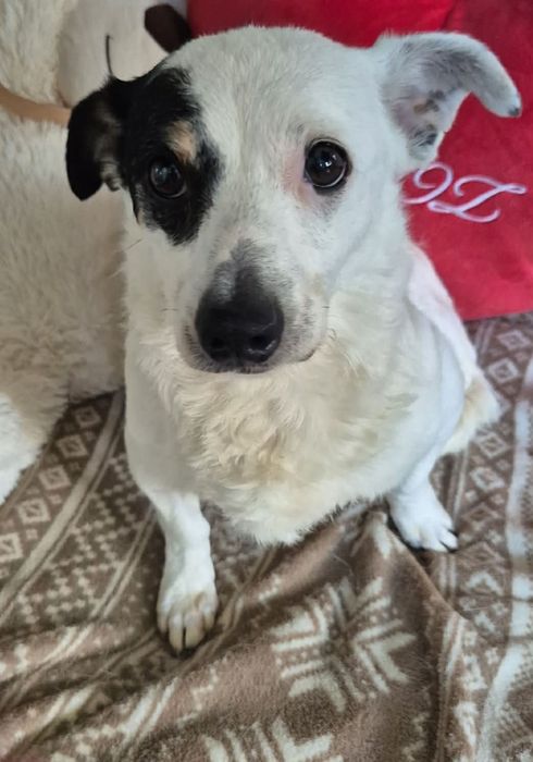Do odpowiedzialnej adopcji mała kruszynka