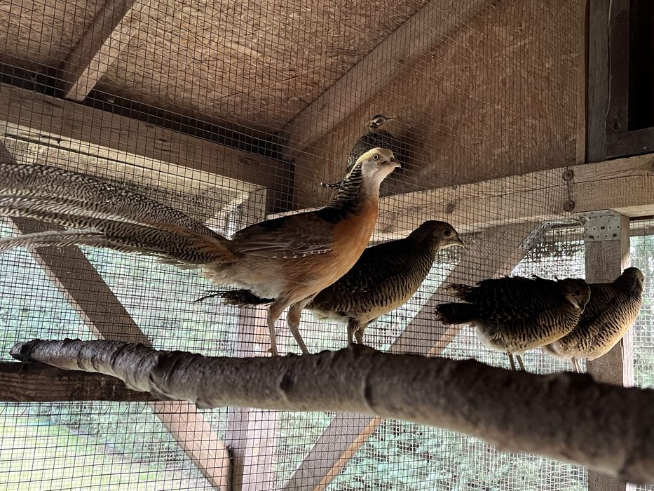 Bażant ozdobny          .