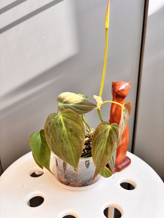 Філодендрон Міканс Philodendron Scandens Micans