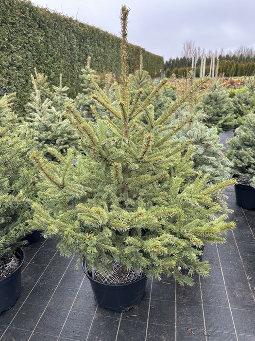 Ялинка, ялинка новорічна , ялинка Кейбаб, жива ялинка, йолка