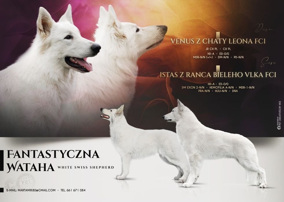 Biały Owczarek Szwajcarski FCI, suczka