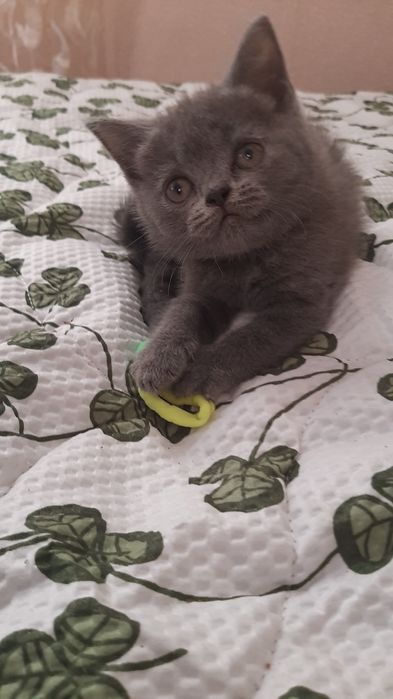 Продаются котята