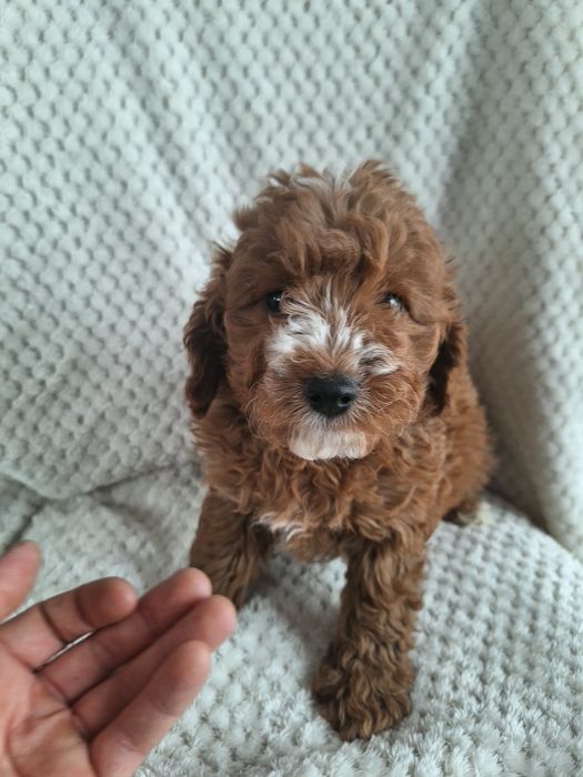 Cavapoo-szczeniak-chlopczyk