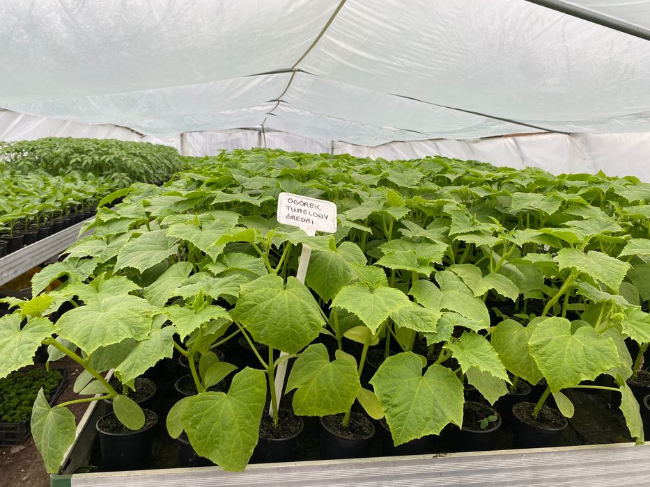 Sadzonki rozsada pomidory ogórki papryka