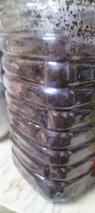 Borras de café .