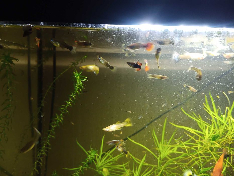 rybki gupiki pawie oczka