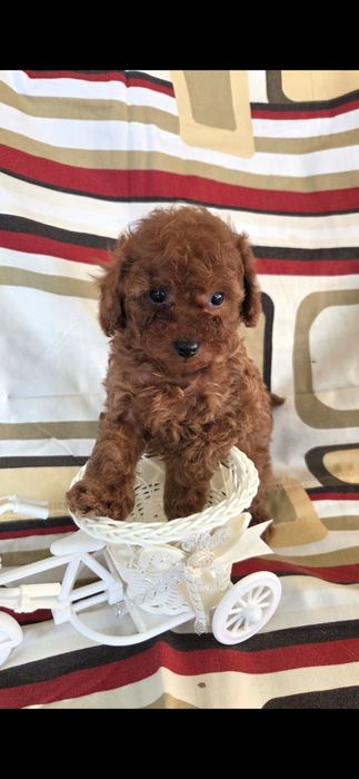 Девочка той пудель