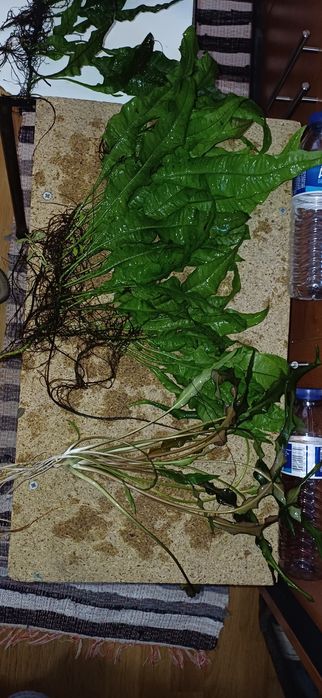 Plantas aquário baixa manutenção.