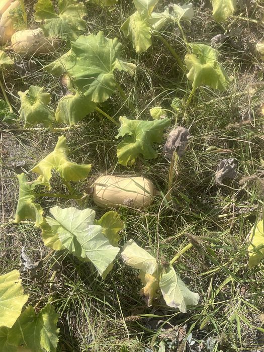 Abobora Butternut Bio