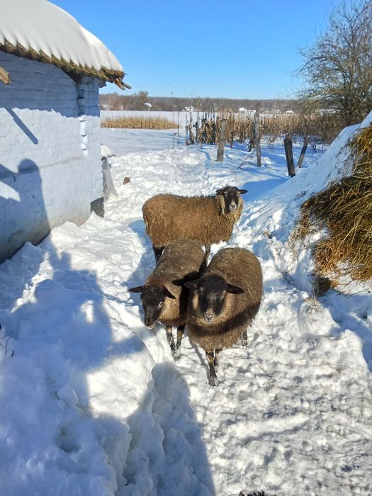 Продам овечок. Місцезнаходження с.Смош Прилуцький район.