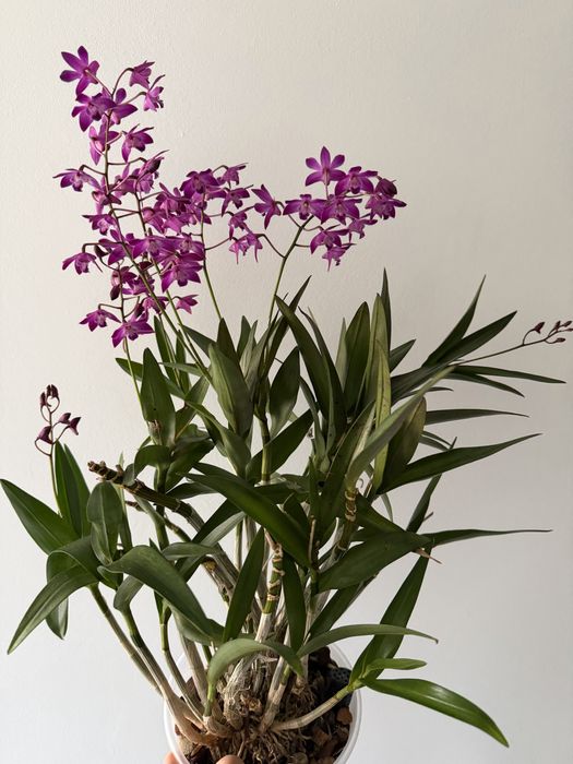 Orquidea dendrobrium kingianum